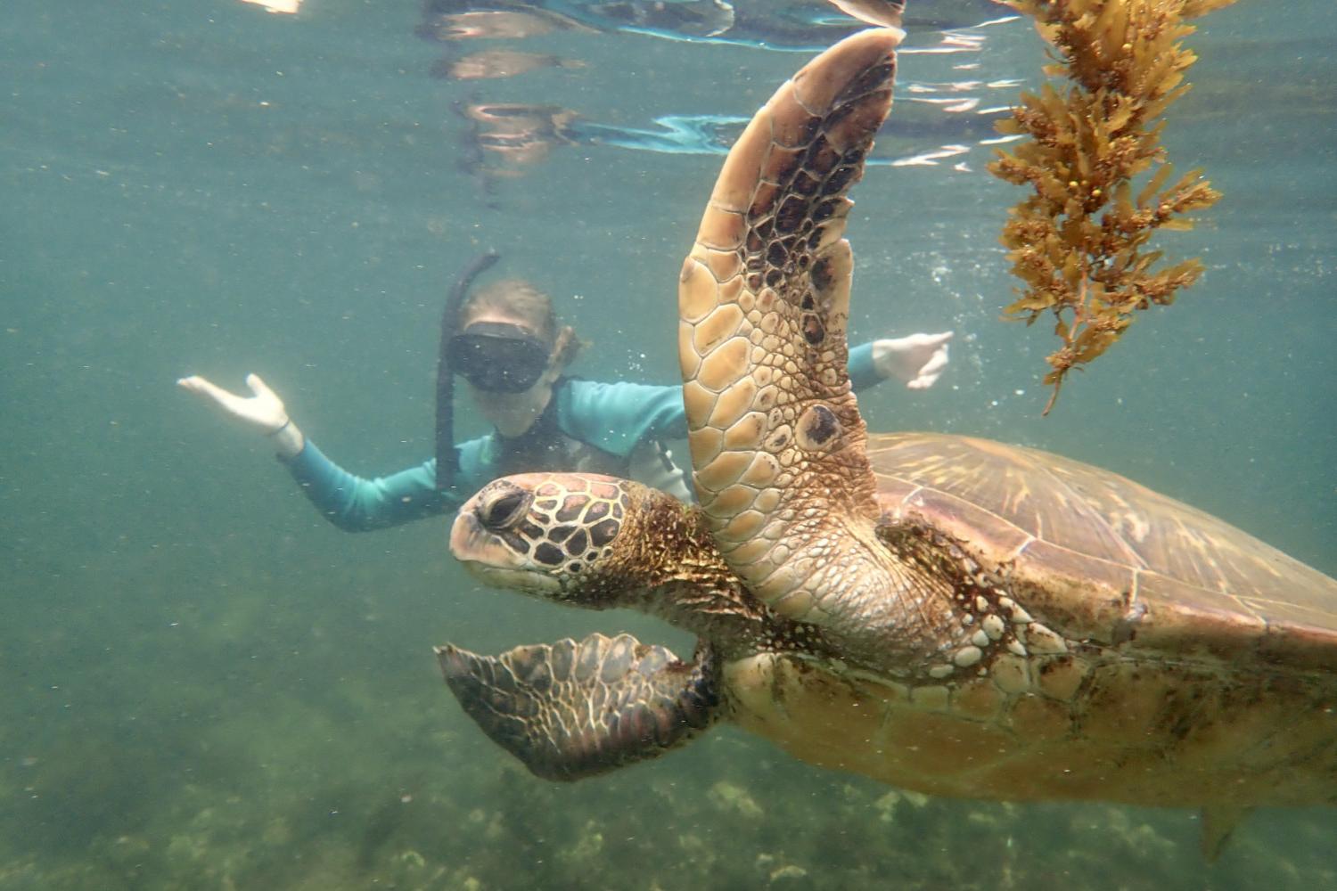 一名<a href='http://xv1mr9.richmondpianostudio.com'>全球十大赌钱排行app</a>学生在Galápagos群岛游学途中与一只巨龟游泳.
